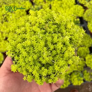 Sedum Tokyo Sun, Yellow Stonecrop, Rare Succulent