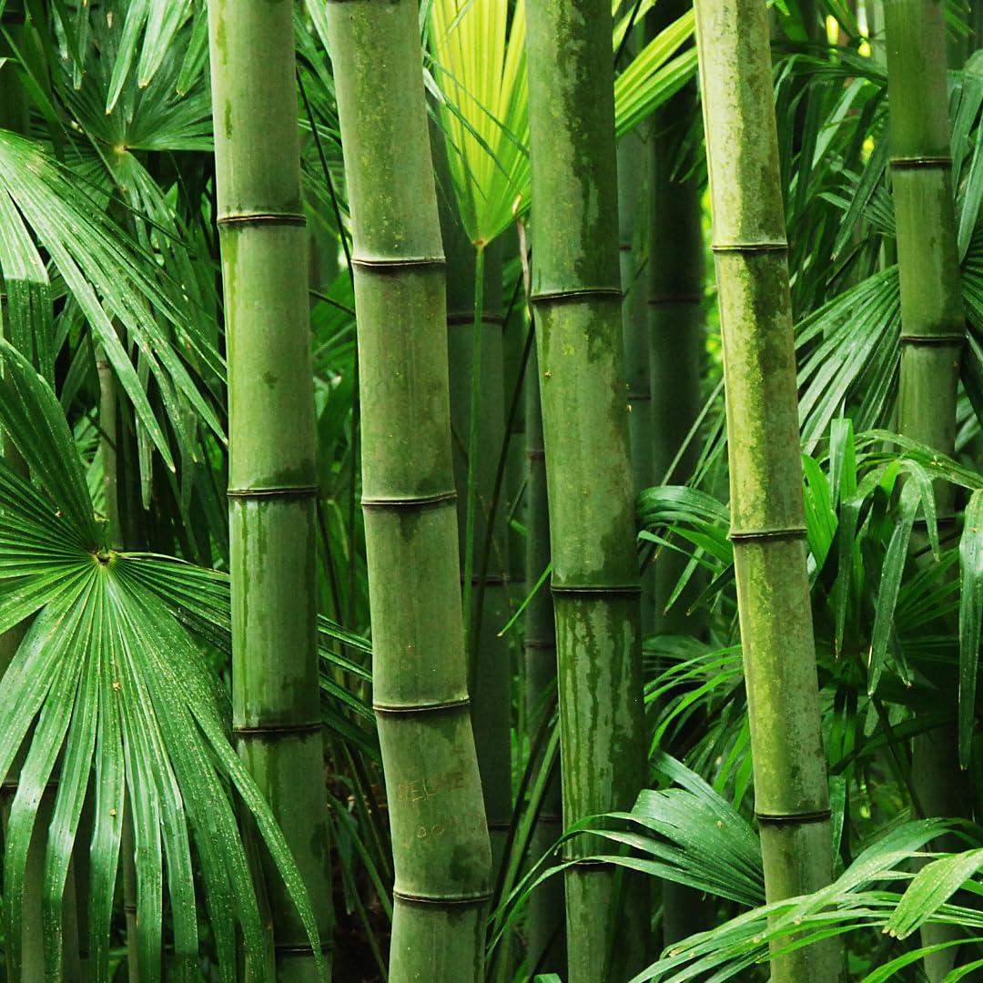 300+ Giant Bamboo Seeds for Planting - Exotic and Fast Growing Windbreak or Privacy Screen