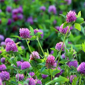 1/4 lb. Perennial Red Clover Seed for Pastures, Hay, & Forage