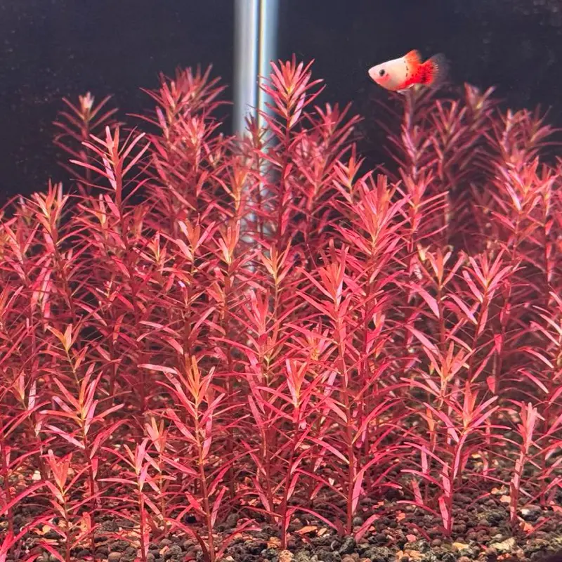 Rotala Rotundifolia Orange Juice, Live Aquarium Plant, Freshwater Stem Plant