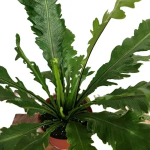 2" Champion Fern Decorative Houseplant Starter plant