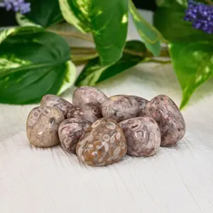 Down To Earth White Leopardskin Jasper Tumbled Stones - .75"-1.25" Polished Pieces for Calm Stability & Meditation Support