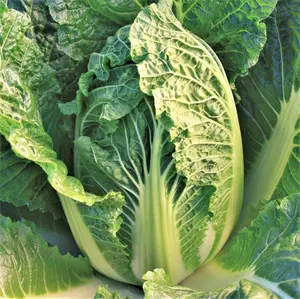 TomorrowSeeds - Kyoto No. 3 Chinese Napa Cabbage Seeds -  USA Garden Japanese Bok Choy Non GMO Asian Vegetable Seed For 2024 Season