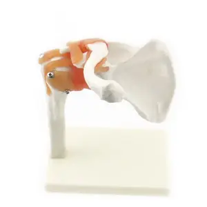 Shoulder Bone Model with Ligaments