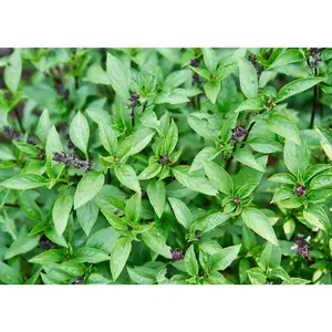 Thai - Organic Basil Seeds