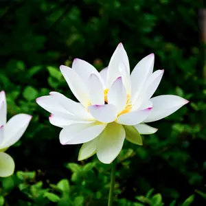 20 Pcs Bonsai Bowl Lotus Seeds, Water Lily Flower Plant Seed Flowering Aquatic Fresh Garden Seeds for Pond Home Planting Ornamental Bonsai Lotus