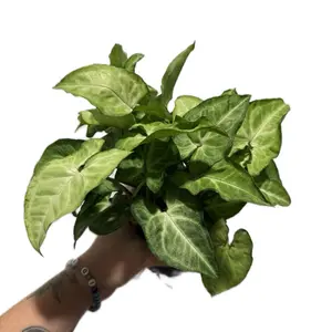 4” White Butterfly Syngonium | Arrowhead Plant