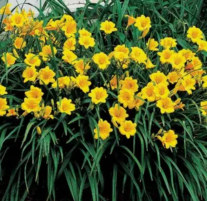 5 Yellow Daylily Bulbs for Planting, Reblooming Daylilies Bulbs, Perennial Flowers Bulbs