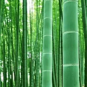 100+ Giant Timber Bamboo Seeds for Planting | Exotic and Fast Growing | Landscaping, Privacy, Indoor or Outdoor