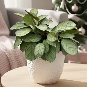 Ctenanthe burle-marxii 'Amagris'
