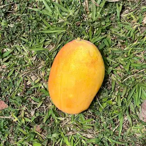 Coconut cream mango crafted 3 gal