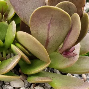 Trailing Jade 'Senecio jacobsenii'