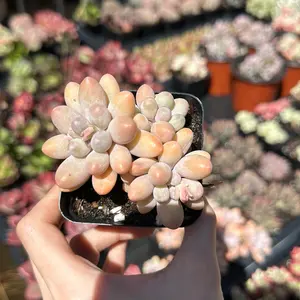 Pachyphytum 'pink lover' mini cluster (around 3')- Bare Root Succulents - Terra Tales