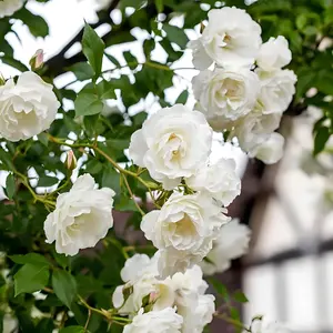 200 Pcs Rare Fragrant Rose Seeds - Low-Maintenance Ornamental Flower Seeds, Suitable for Small Gardens & Balconies, Top Choice for Horticulture Enthusiasts Ranunculus Bulbs Organic Mixed-Color Double-Flowered