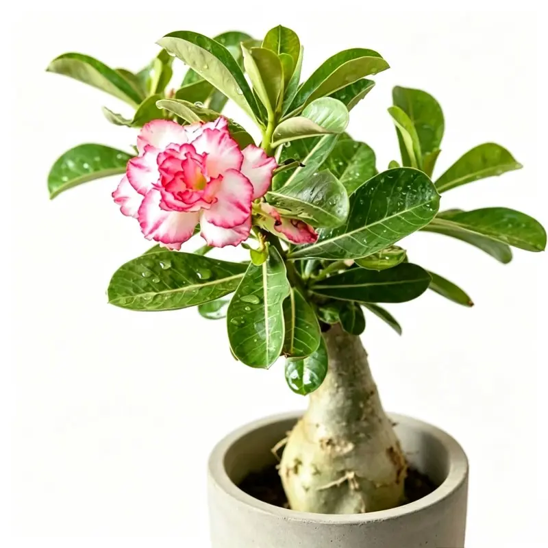 Pink Desert Rose Succulent, Adenium Desert Rose Plant Bare Root, Indoor Houseplants & Outdoor Succulents, Easy Care Flowering