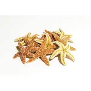Sugar StarFish Sea Shell Wedding Real Craft 2" - 3" (12 pcs) #JC-56