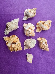 Single or Variety Packs of Murex Shells from SWFL, Sanibel, Captiva, Marco Island