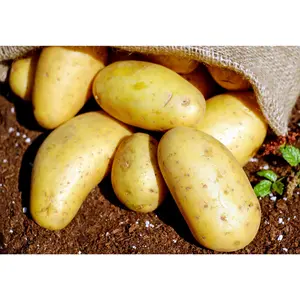TomorrowSeeds - Yukon Gold Seed Potatoes USDA Certified for Growers Sz B Yellow Skin New Potato Bulbs For Planting -