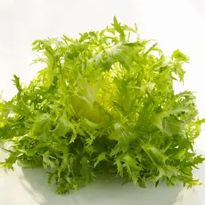 Frisée Endive Organic Seeds (Cichorium endivia) – Lacy, curly leaves with a slightly bitter taste. Great for salads and gourmet dishes.