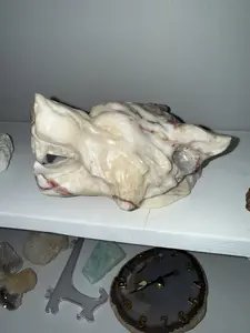 Zebra jasper wolf head