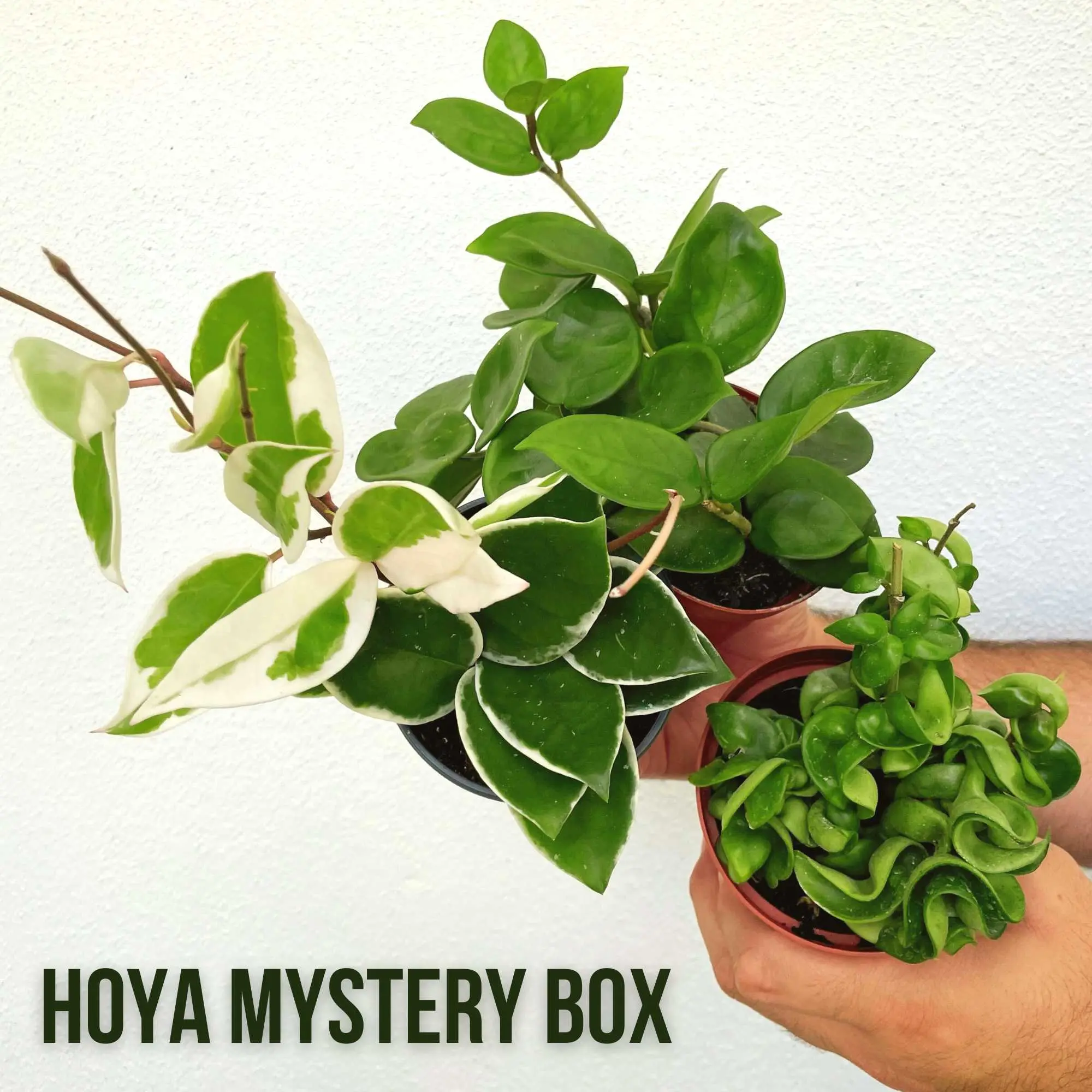 Hoya Mystery Plant Box! Hoya Mystery Plant Box!