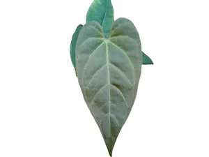 Anthurium Symbol of The Crystal (M)
