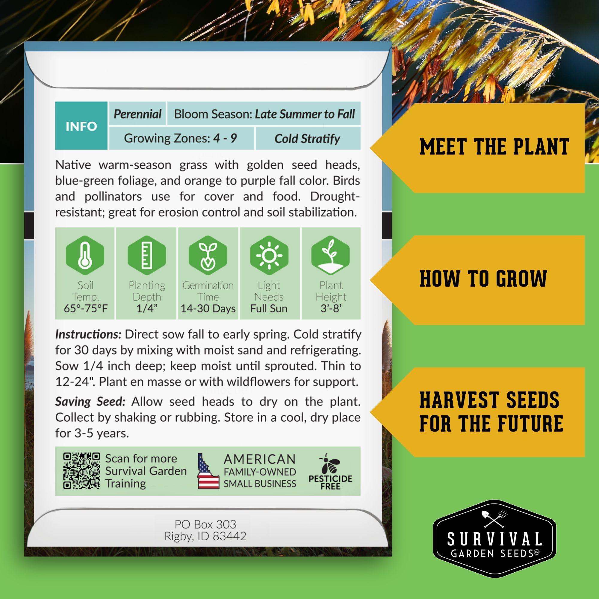 Survival Garden Seeds - Indiangrass Seeds for Planting (Sorghastrum nutans) | Golden Prairie Plant | Drought-Tolerant North American Native Grass - 1 Pack