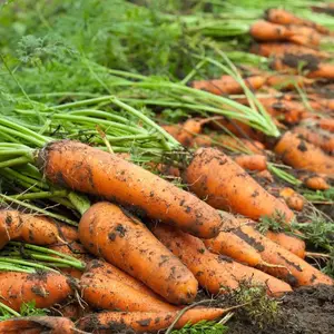 Nantes Coreless Scarlet Carrot (Daucus carota 'Nantes Coreless Scarlet') Organic Seeds – Smooth Cylindrical Roots, Sweet Crisp Texture, Classic Heirloom