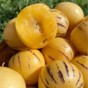 Pepino Melon Seeds for Planting,Sweet Pepino Seeds Non-GMO,Exotic Fruit Seed Heirloom for Outdoor Home Garden