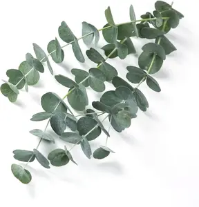 Eucalyptus Seeds for Planting (50 Seeds) - Popular for Cut and Flowers and Decor