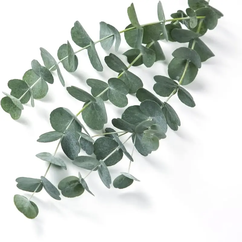 CZ Grain Eucalyptus Flower Seeds (50 Count, Ready to Plant) - Decorative, Amazing Colors Flower Seeds for Cutting, Patio Garden Decoration, No Risk, Satisfaction Guaranteed
