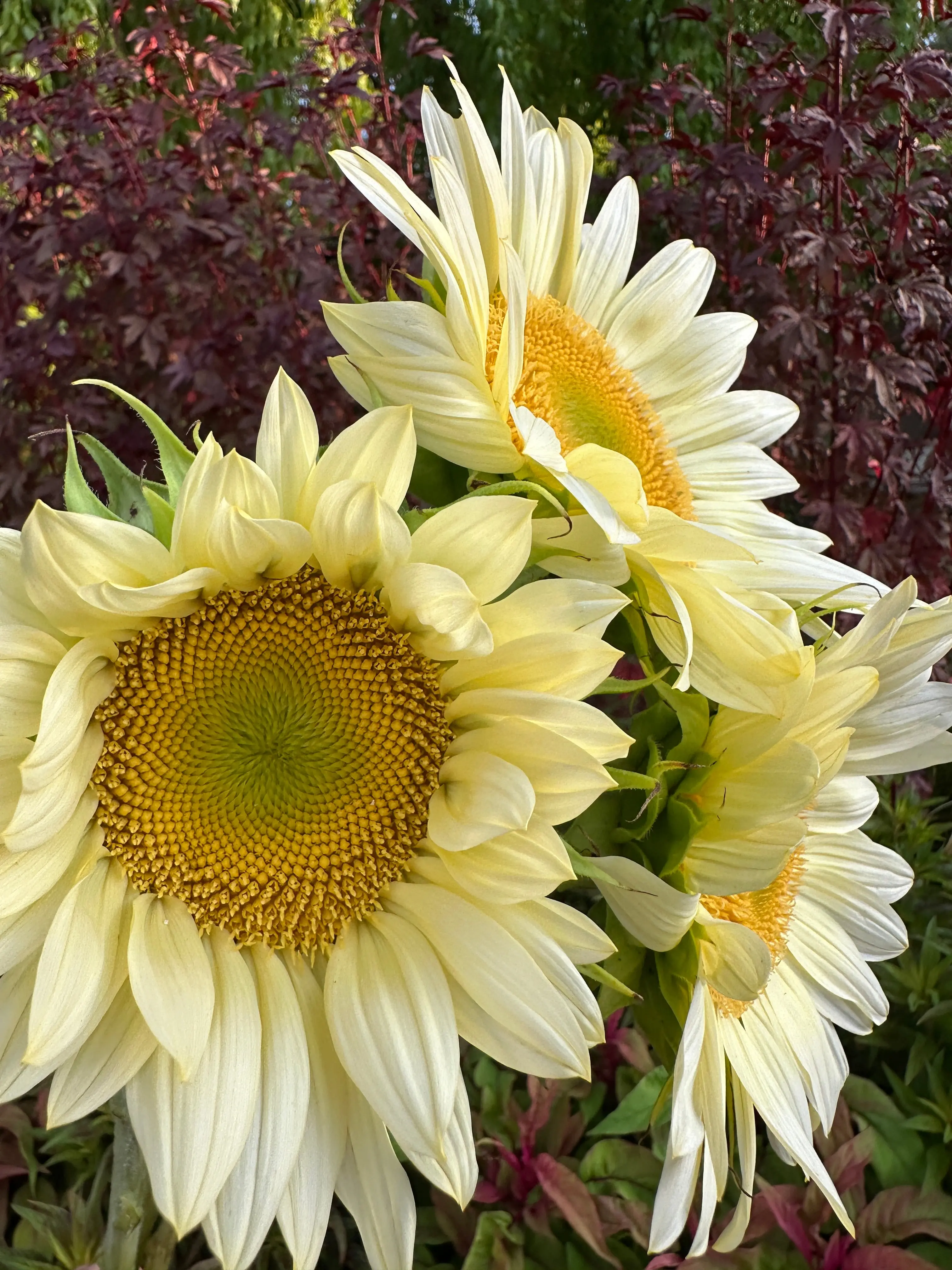 Sunflower procut white lite seeds Sunflower procut white lite seeds