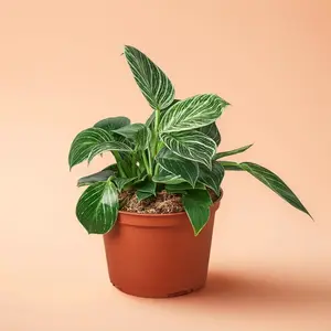 Philodendron Birkin - Indoor Live Plant, Rare Green & White-Striped Leaves, Air Purifying, Beginner Friendly, Bright Light, Low Light Variegated Houseplant