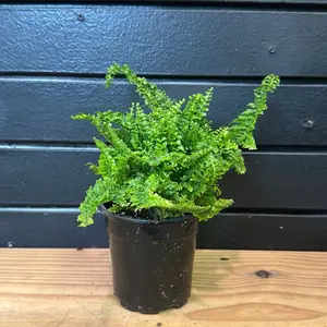 Nephrolepis exaltata 'Fluffy Ruffles  Plant 4 Inch