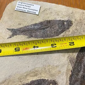 Fossil fish in limestone from kemmerer, Wyoming