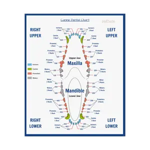 Veterinary Canine Dental Chart Poster - Simplify Your Dental Charting Process! Veterinary Technician|Veterinary Nurse|Veterinary Assistant