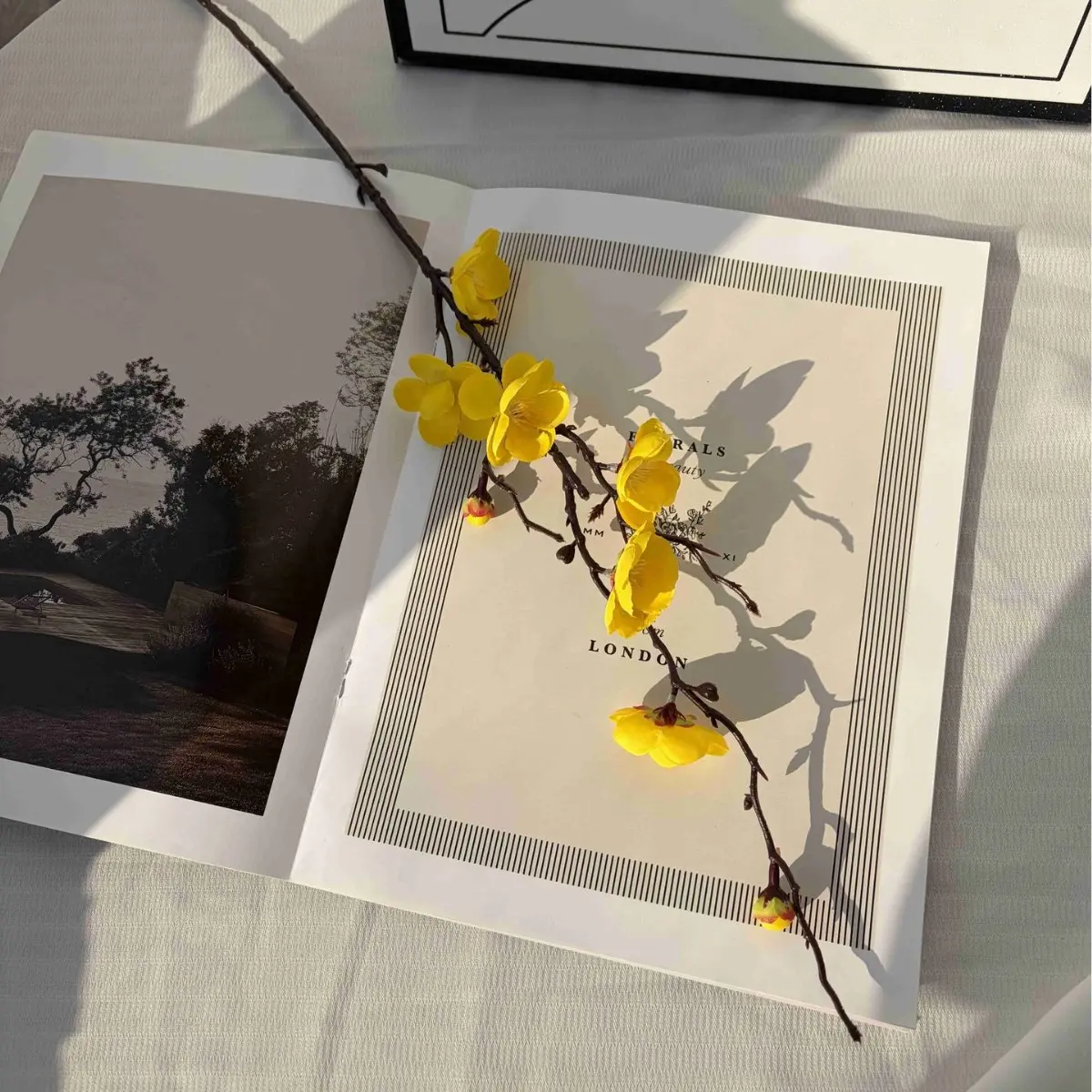 Yellow Plum Blossom of Wish