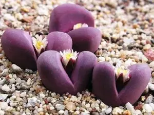 Lithops Optica RUBRA rare mesembs exotic succulent living stones cactus 50 SEEDS
