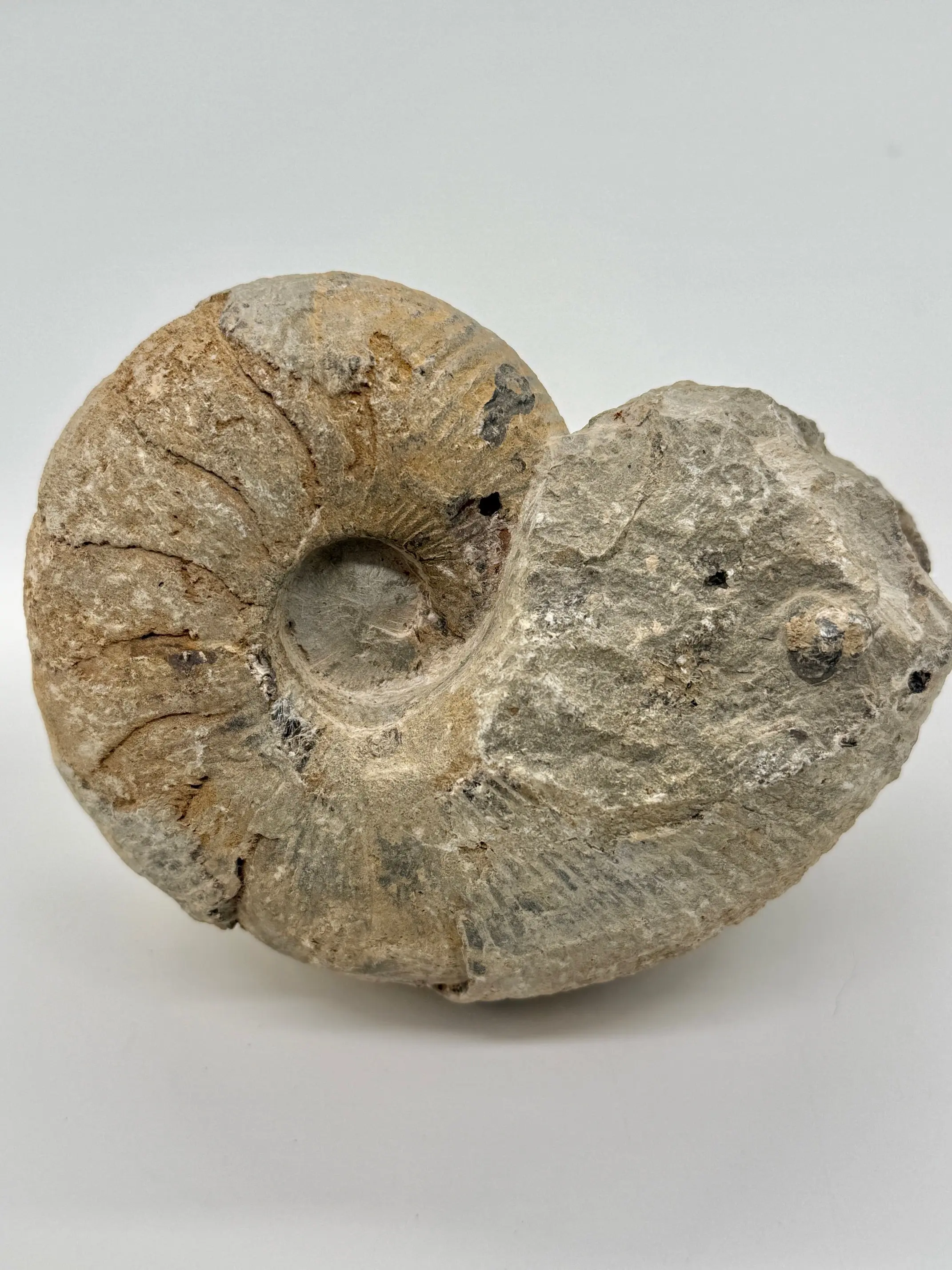 LARGE RAW AMMONITE FROM MOROCCO NATURAL CRYSTAL AND FOSSIL COLLECTION