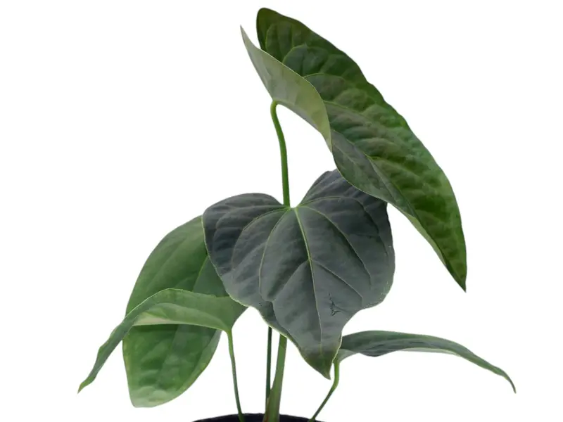 anthurium portillae x pap - TikTok Shop