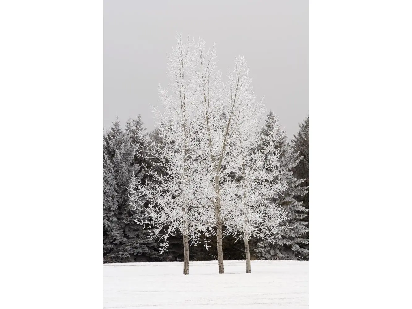Frost on Trees Poster Print, 12 x 19
