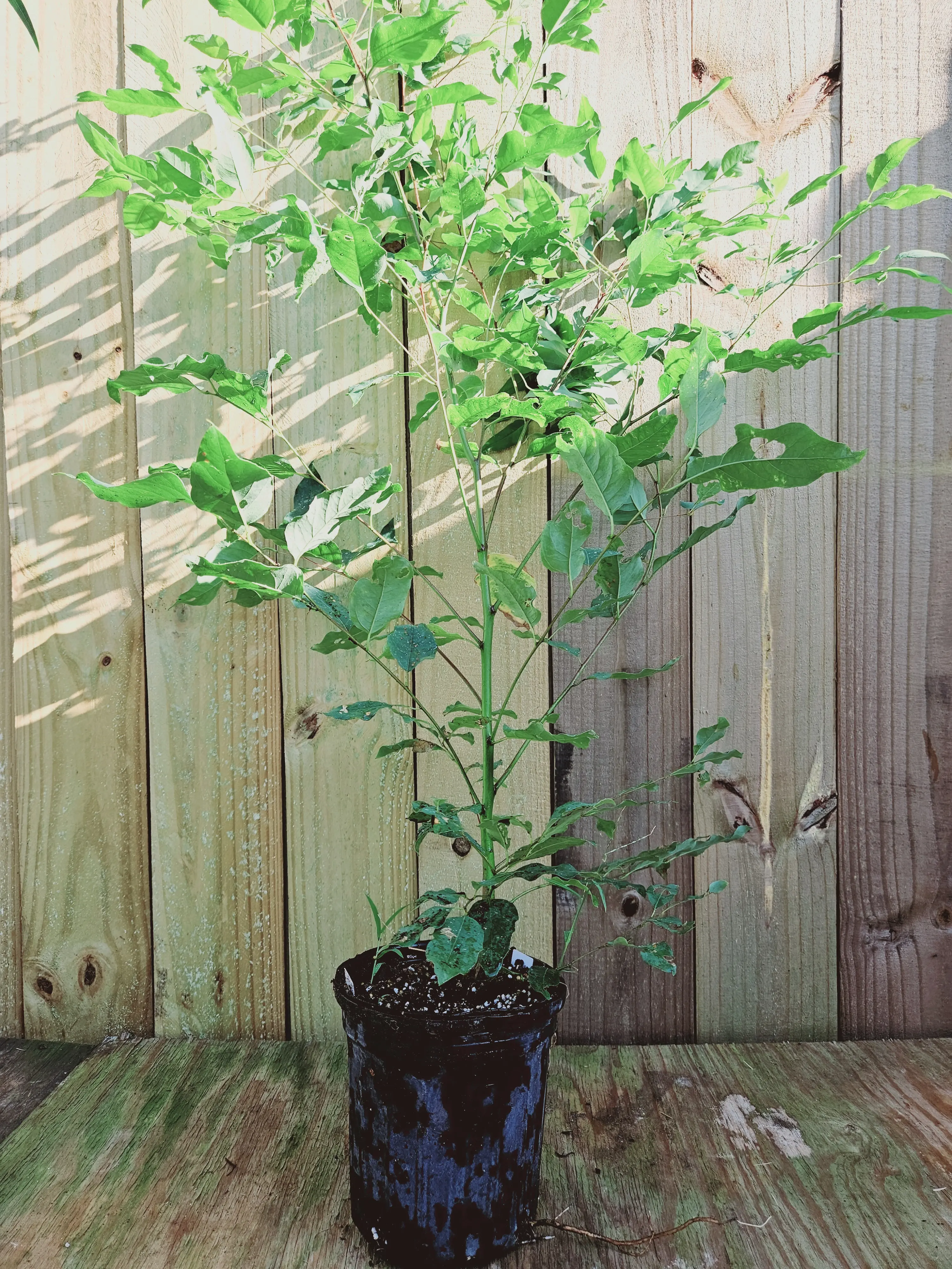 LIVE PLANT 3ft Eucalyptus Grandis - Rose Gum - Flooded Gum -- Fast growing tree