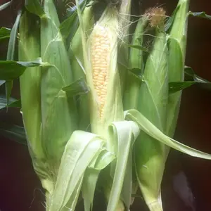 Golden Bantam Corn (Zea mays) Organic Seeds – Classic Heirloom Sweet Corn, Golden Tender Kernels for Home Gardens