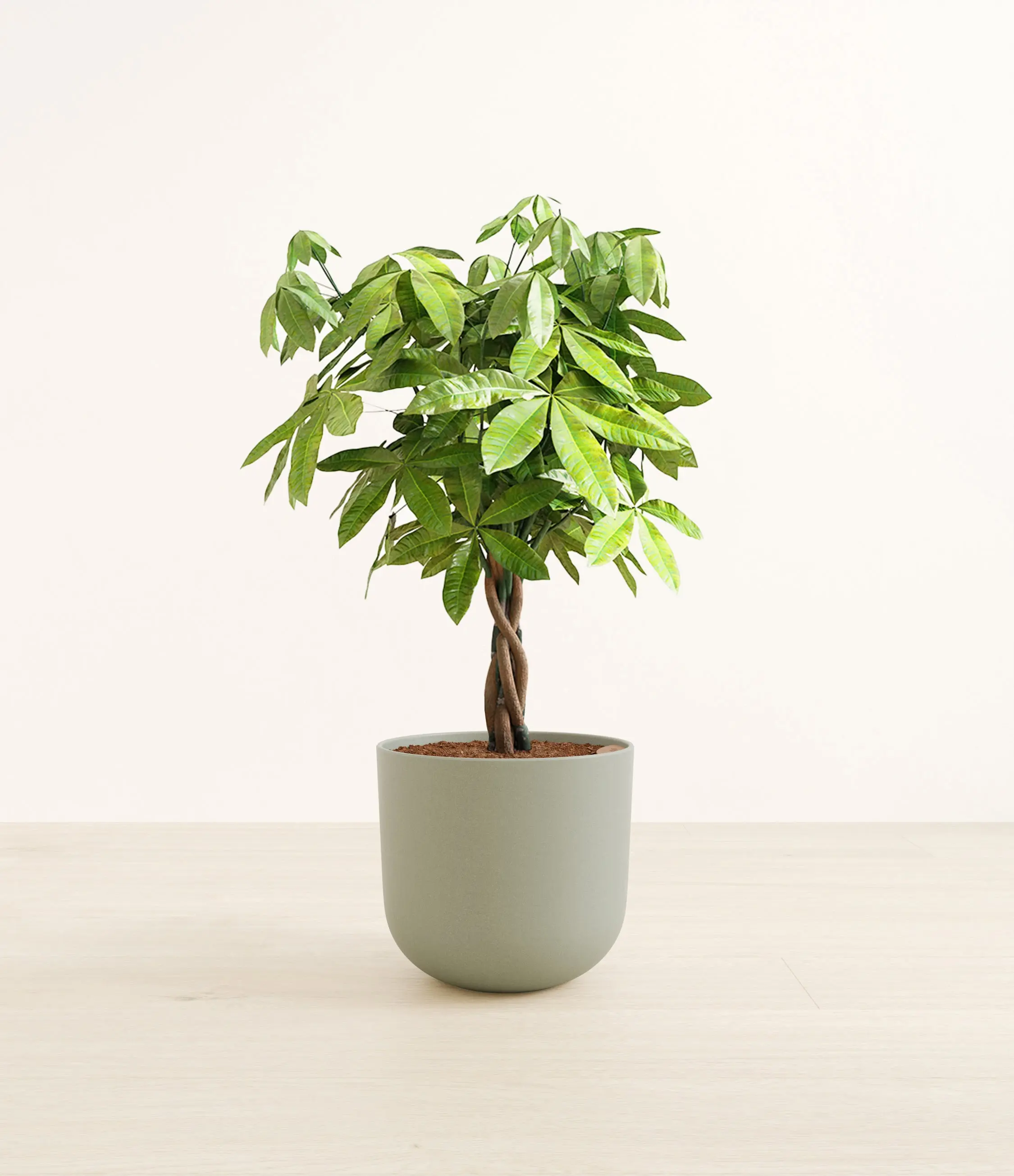Money Tree