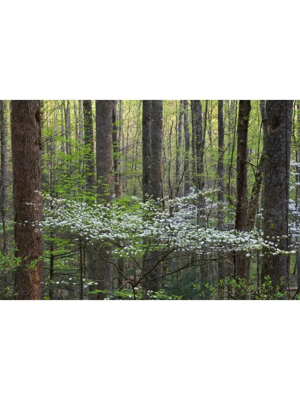 Artistic Dogwood Trees Photo Poster Print - 24x36 Large Wall Decor for Room - Little River, Tremont, Great Smoky Mountains National Park, Tennessee, USA