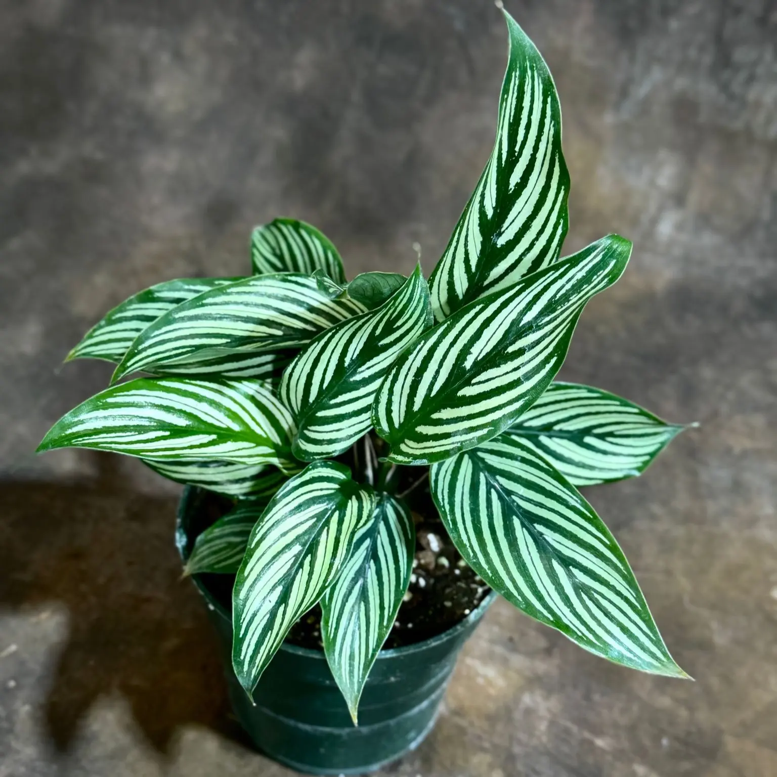 Calathea Vitatta in a 4" Grow Pot - Goeppertia Eeiltica - Fishbone Prayer Plant - Marantha Elliptical Vitatta - Low Maintenance &  Air Purifying Houseplant