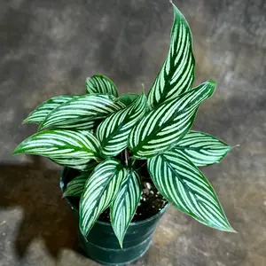 Calathea Vitatta in a 4" Grow Pot - Goeppertia Eeiltica - Fishbone Prayer Plant - Marantha Elliptical Vitatta - Low Maintenance &  Air Purifying Houseplant