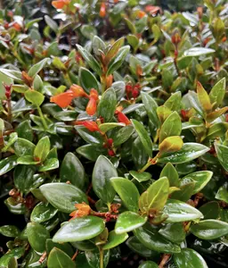 Goldfish plant, Columnea Nematanthus, Live Plant in 4" pot