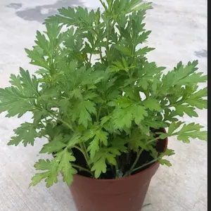more than 8 MUGWORT small live plant in 5” pot and Dried Herbal Artemisia Argyi, Silvery Wormwood (ai cao)   Organic Medicinal Herb