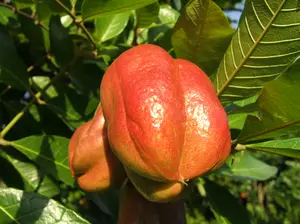 LIVE PLANT 1-2ft Blighia sapida, Cupania sapida, Ankye, Achee, Akee, Ackee apple